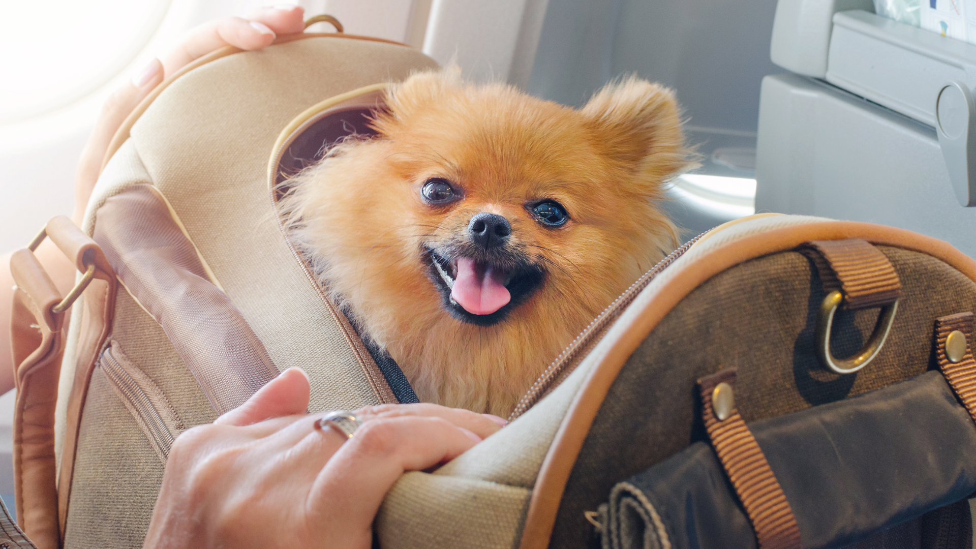 Small fluffy tan dog peeking out of a beige pet carrier, panting with tongue out inside a car.
