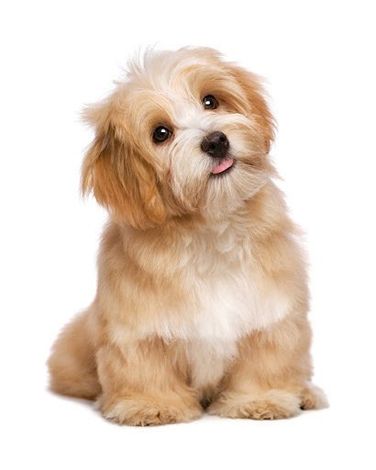 Small fluffy tan-and-white puppy sitting and tilting its head on a white background