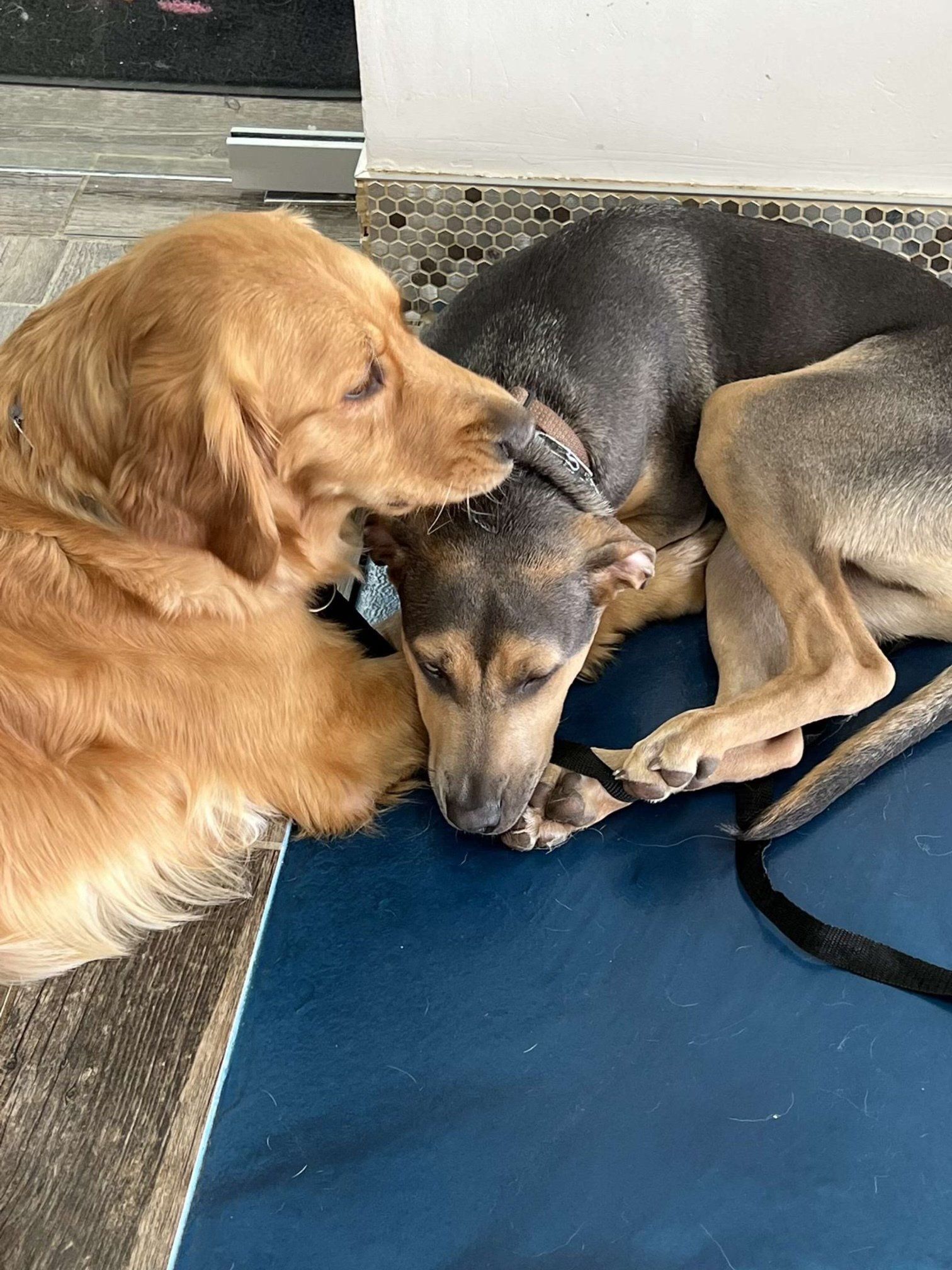 Two dogs are laying next to each other on a blue mat.