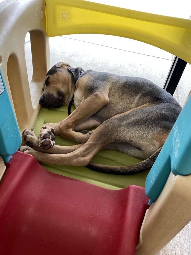 A dog is sleeping on a red and blue chair