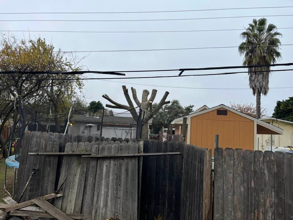 A backyard scene with a weathered wooden fence, pruned tree, and utility lines under a cloudy sky.