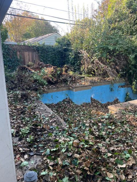 Overgrown backyard with a dilapidated blue pool covered in leaves and debris.