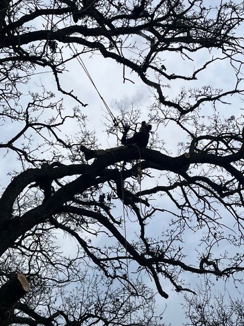 Tree surgeon on a tree branch, secured with ropes, working to trim the tree. Cloudy sky backdrop.