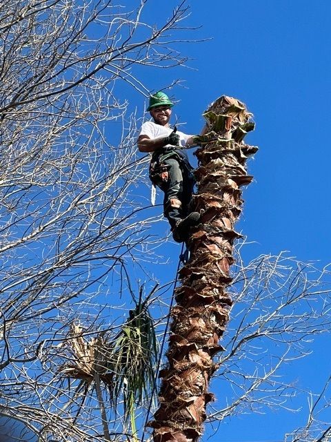 Arborist wearing a safety harness trimming a tall palm tree under a clear blue sky. Arborist wearing a safety harness trimming a tall palm tree under a clear blue sky.