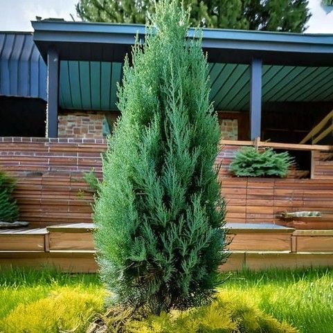 Tall green conifer in a backyard garden beside a wooden fence and house porch
