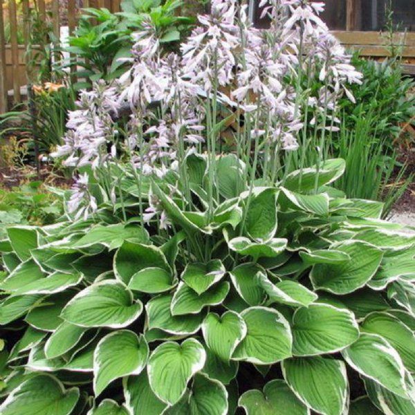 Variegated hosta with pale purple flower spikes in a garden bed