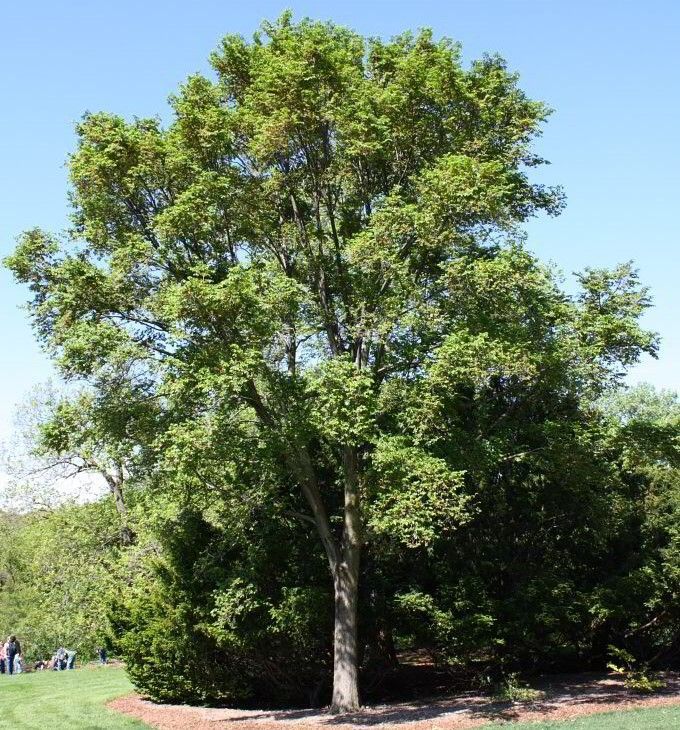 Tall green tree in a sunny park with blue sky and dense shrubs behind it