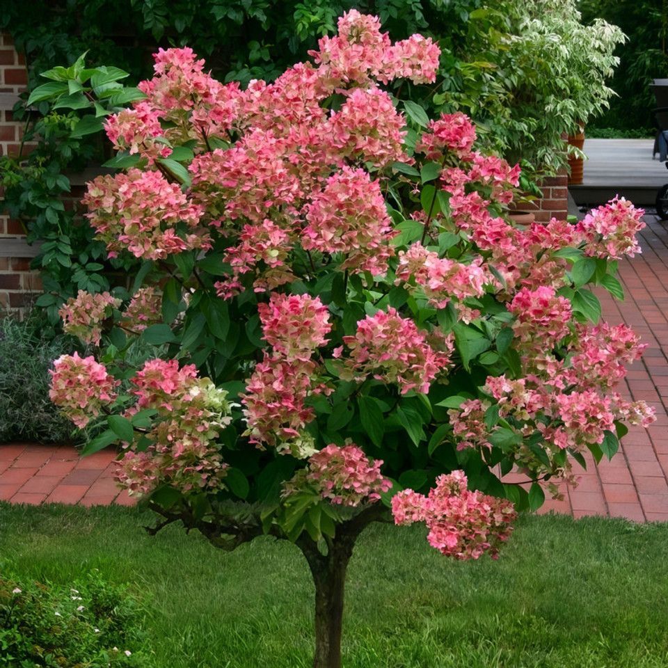 Pink flowering tree in a garden with a green lawn and brick pathway backdrop
