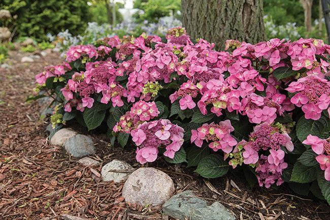 Pink flowering shrubs along a mulched garden border with rocks and a tree trunk