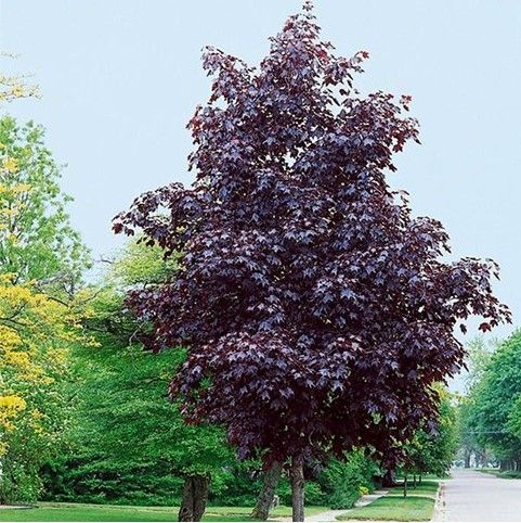 Dark purple-leaf tree in a green park by a path under a pale blue sky