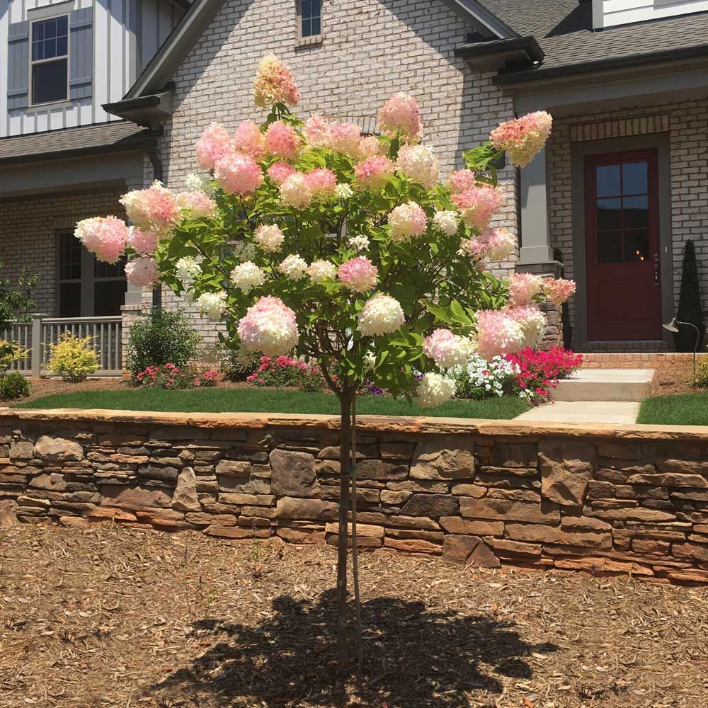 Pink and white flowering shrub beside a brick house and stone retaining wall