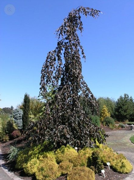 Tall weeping tree with dark foliage over yellow-green shrubs in a landscaped garden under a blue sky