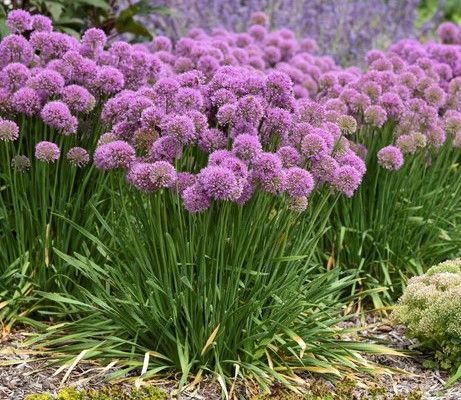 Purple allium blooms with tall green stems in a garden bed