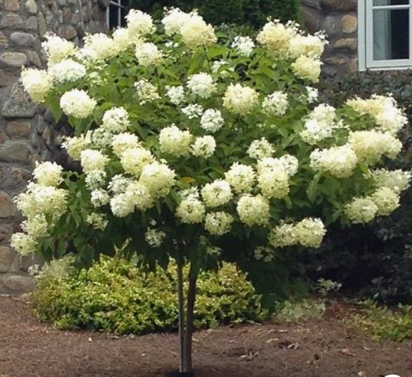 Small tree covered in white blossoms in a garden bed beside a stone house