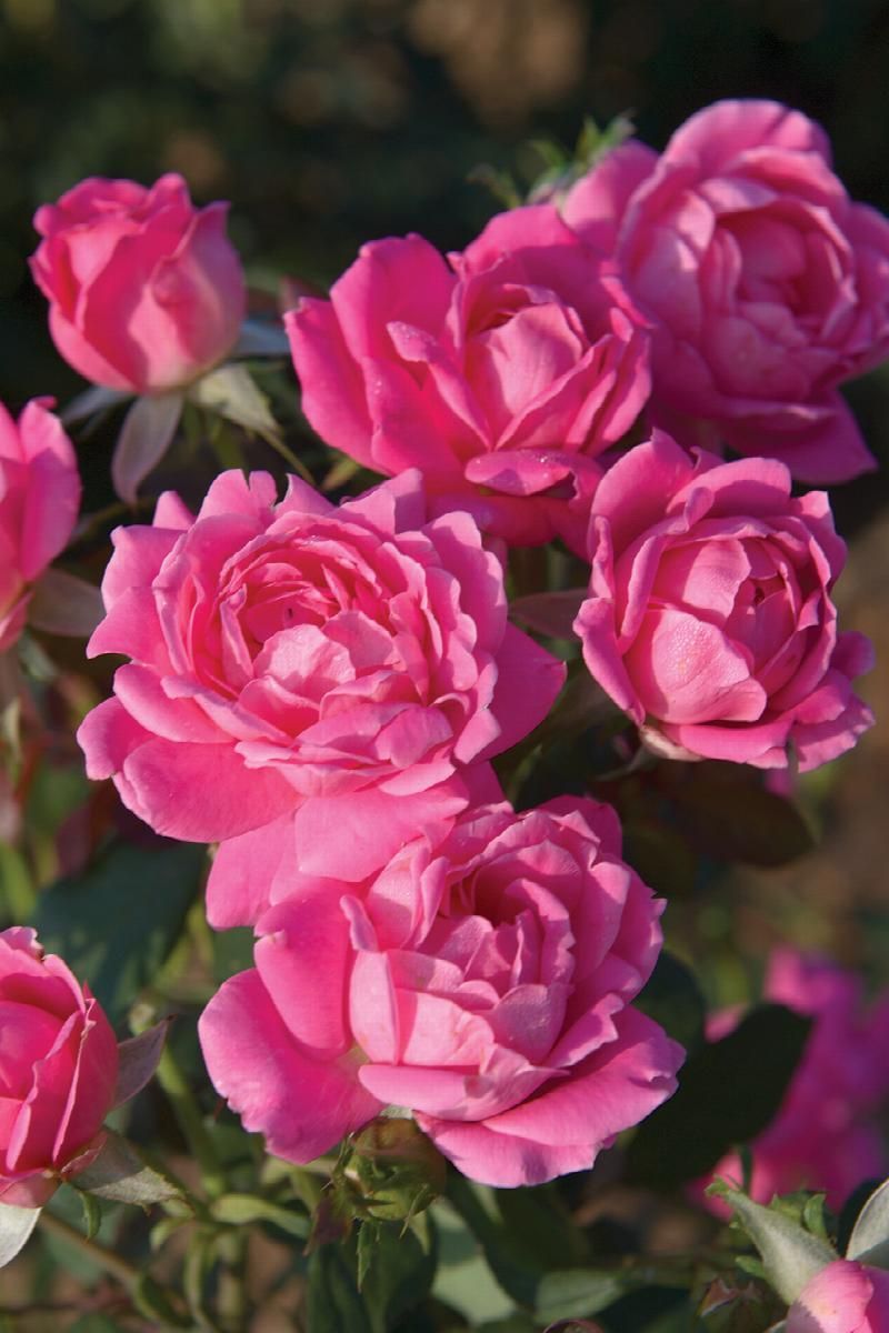 Cluster of pink roses in bloom against dark green foliage