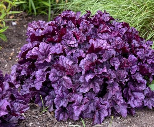 Purple-leaved ornamental plant in a garden bed with soil and green grass nearby