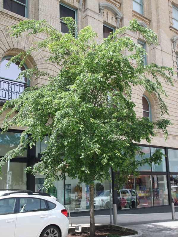 Street tree in front of a beige building with arched windows and parked cars on the curb