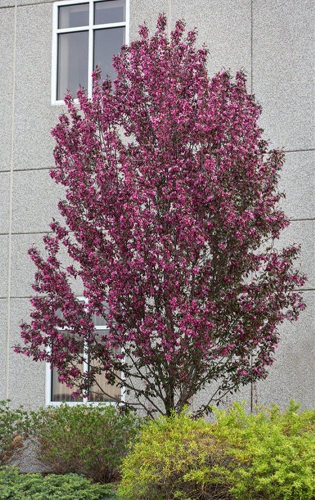 Purple-leaved tree blooming in front of a building wall with a window