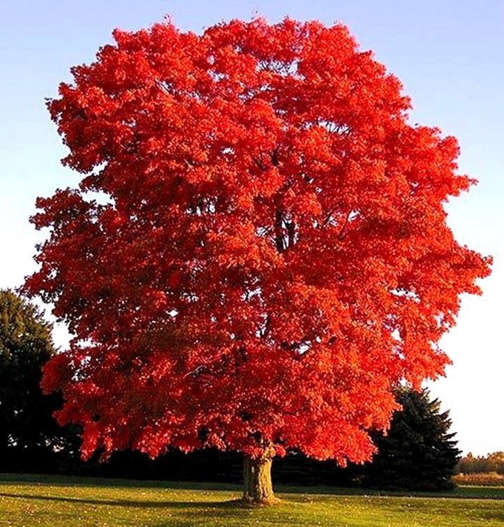 Bright red autumn tree standing alone on a grassy field under a clear sky