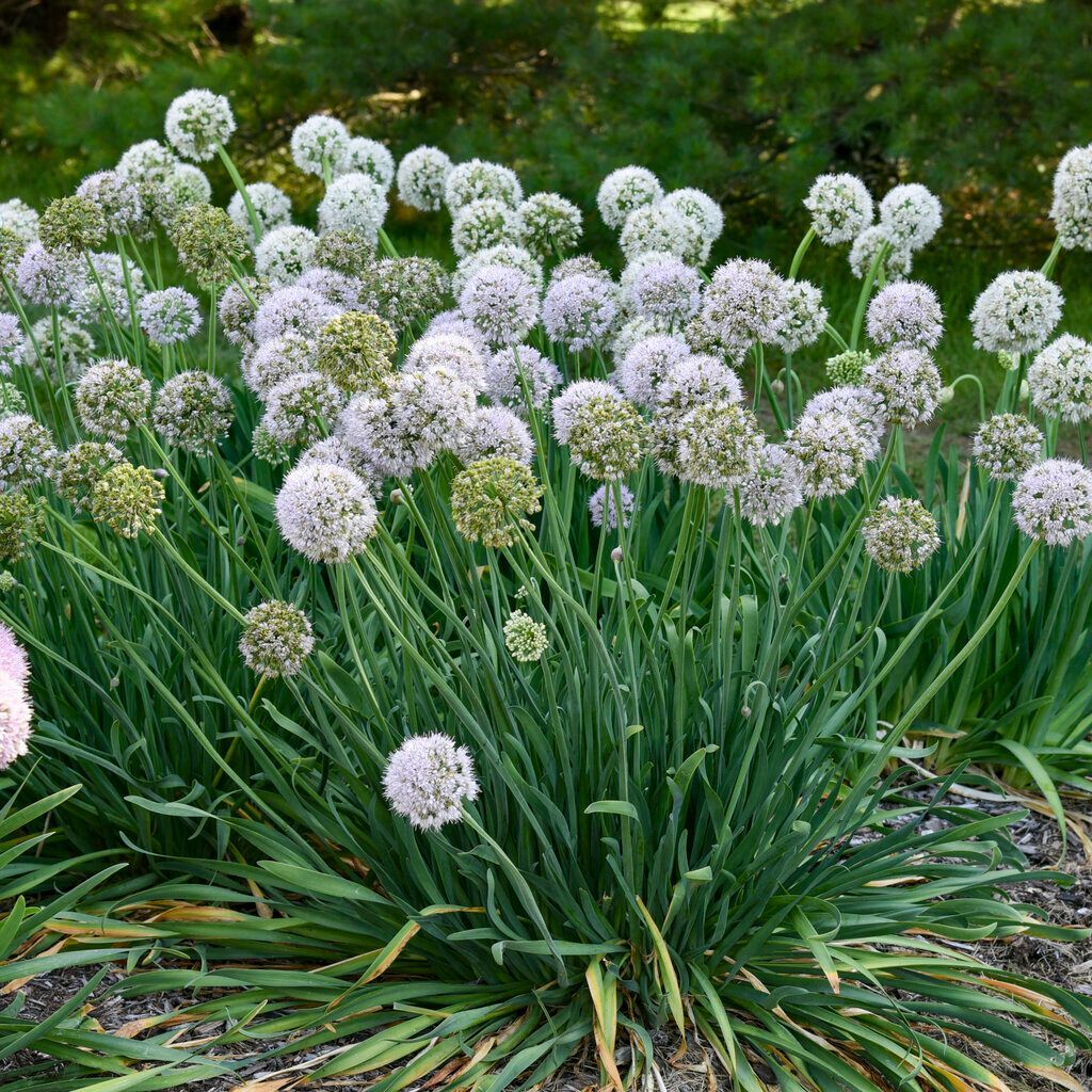 White allium flowers blooming in a green garden bed