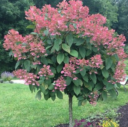 Pink flowering ornamental tree in a grassy garden, with a round canopy and slender trunk.