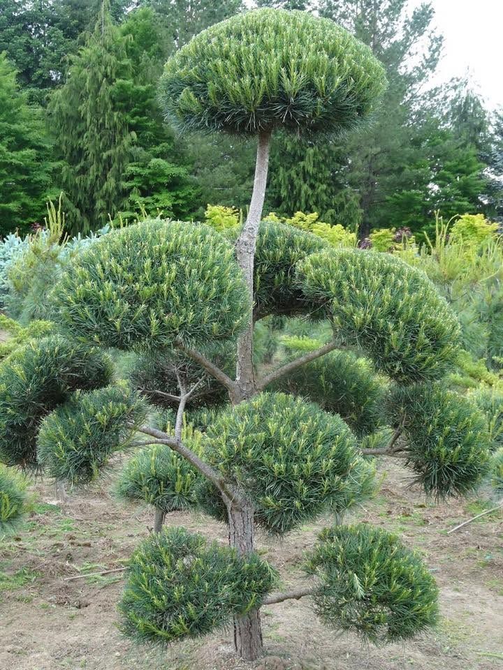 Pruned ornamental tree with tiered rounded foliage in a garden nursery