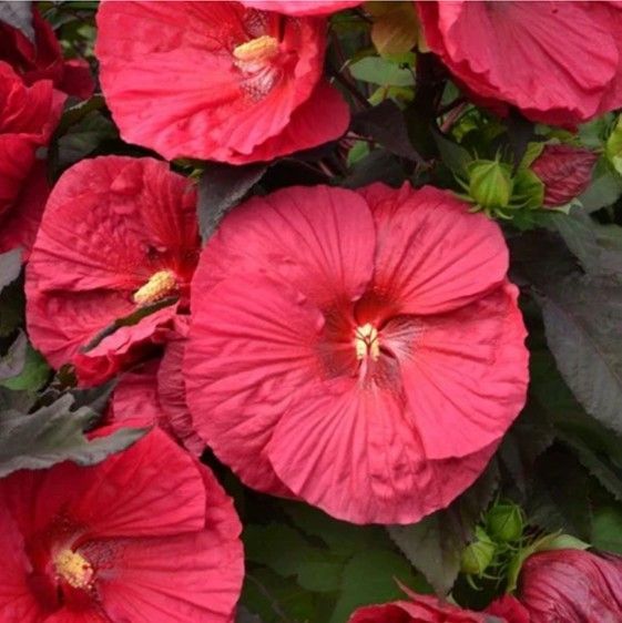 Bright pink hibiscus flowers in bloom with green leaves