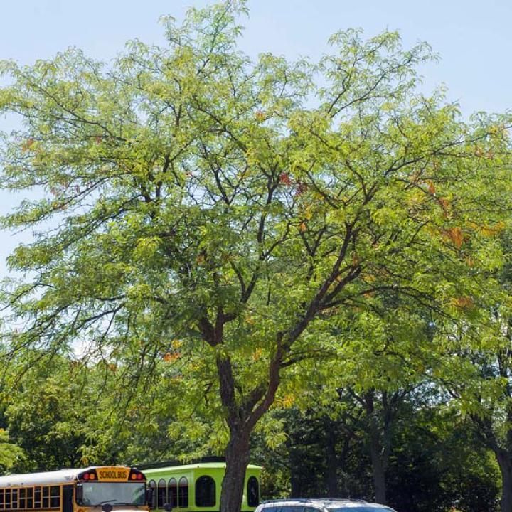 Large leafy tree in a sunny park with a bus passing below and green benches nearby