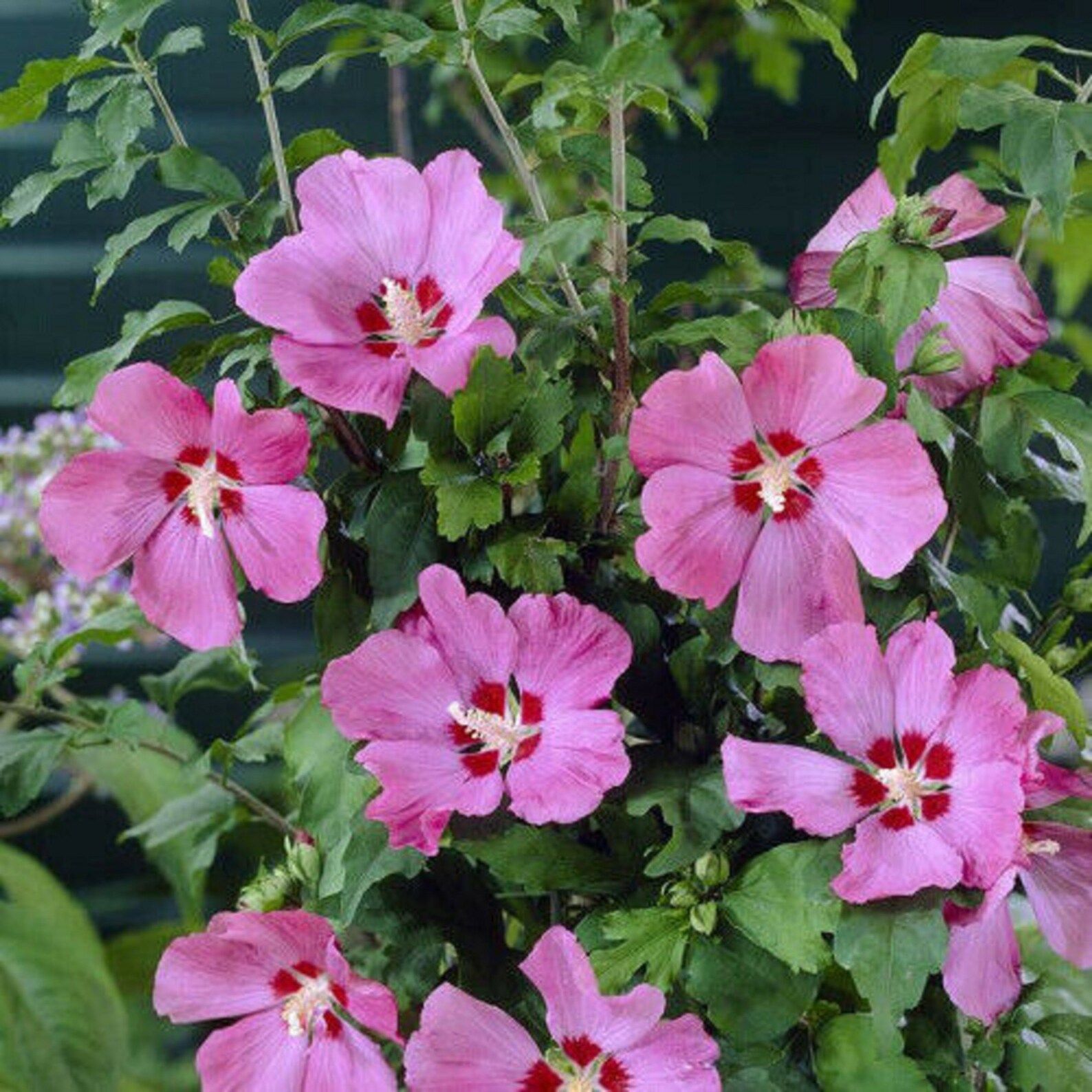 Cluster of pink hibiscus flowers with red centers among green leaves