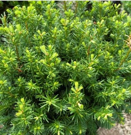 Close-up of a dense green shrub with narrow, glossy leaves and yellow-green new growth