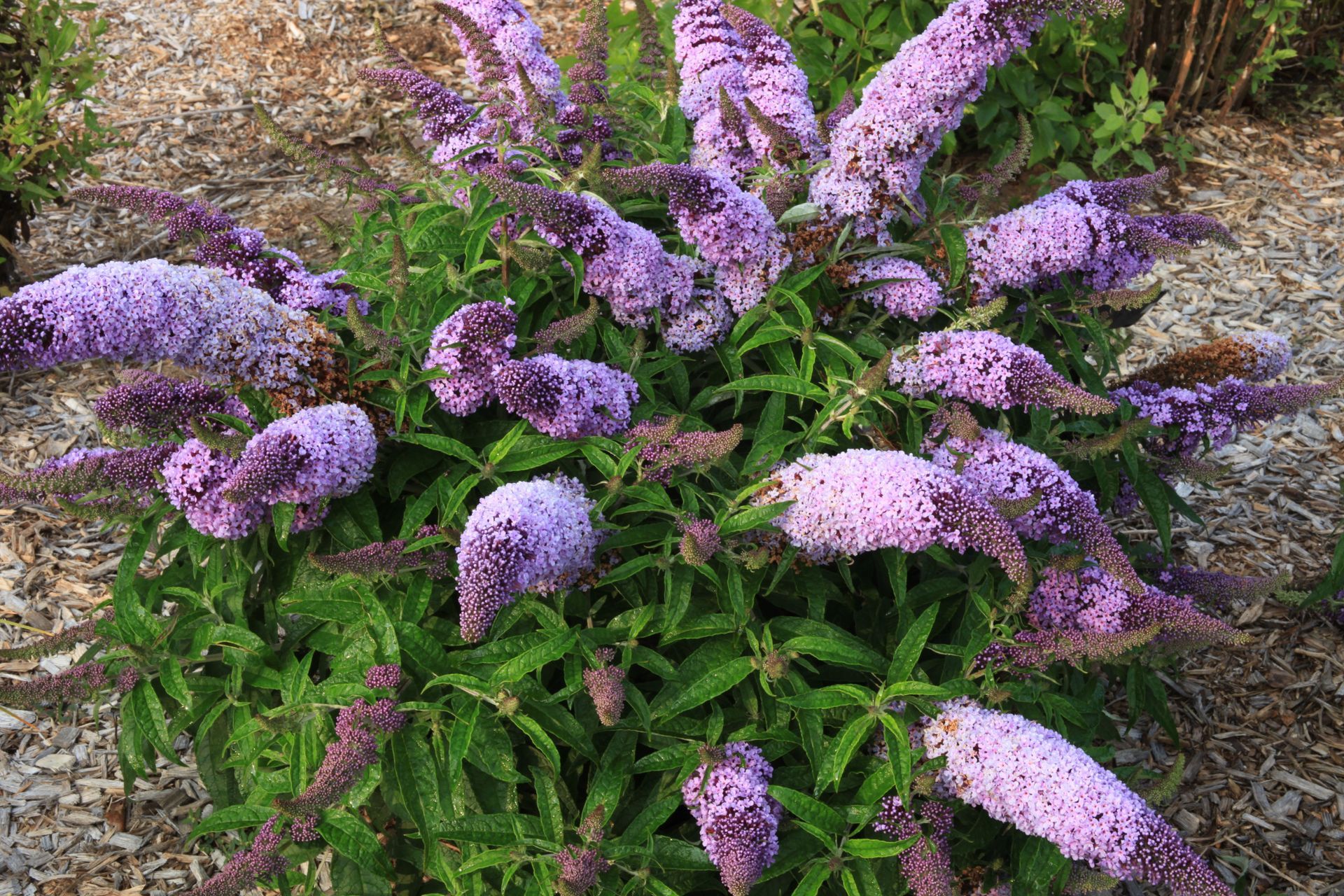 Purple butterfly bush flowers blooming in a garden bed with green foliage