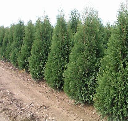 Row of tall green shrubs planted along a dirt path