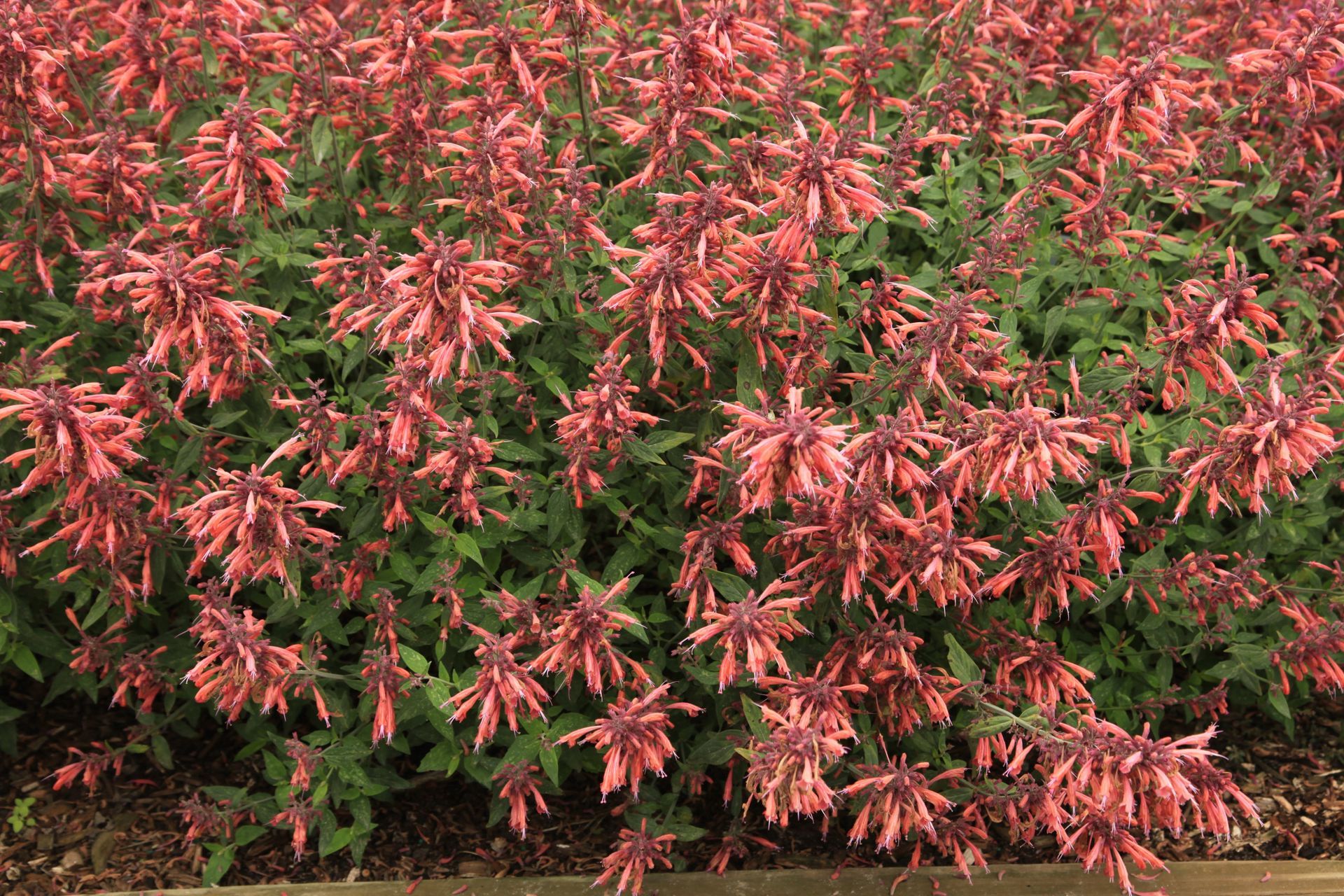Dense shrub with pink and green variegated leaves filling the frame