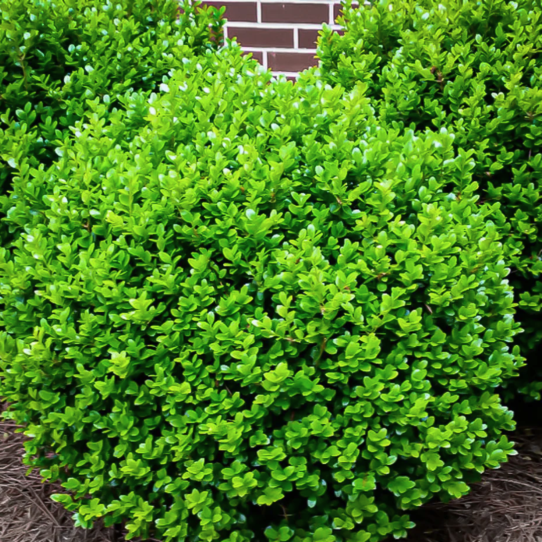 Dense green shrub against a brick wall and mulch bed