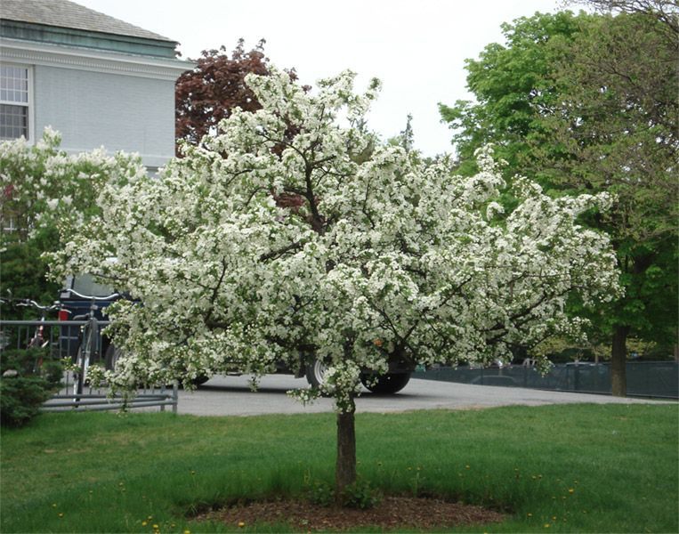 Small flowering tree with white blossoms in a grassy yard near a building and driveway
