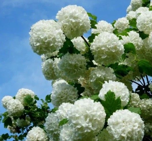 White hydrangea blossoms against a blue sky with green leaves