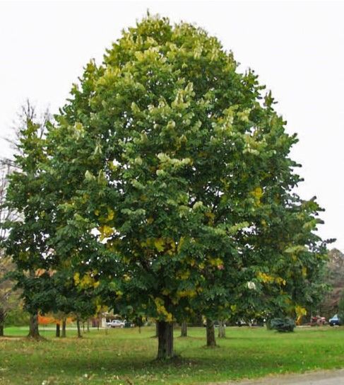 Large leafy green tree in a grassy park with a smaller tree behind it