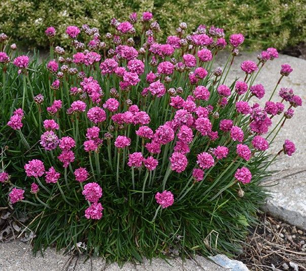 Pink flowering plant in a garden bed beside a stone walkway