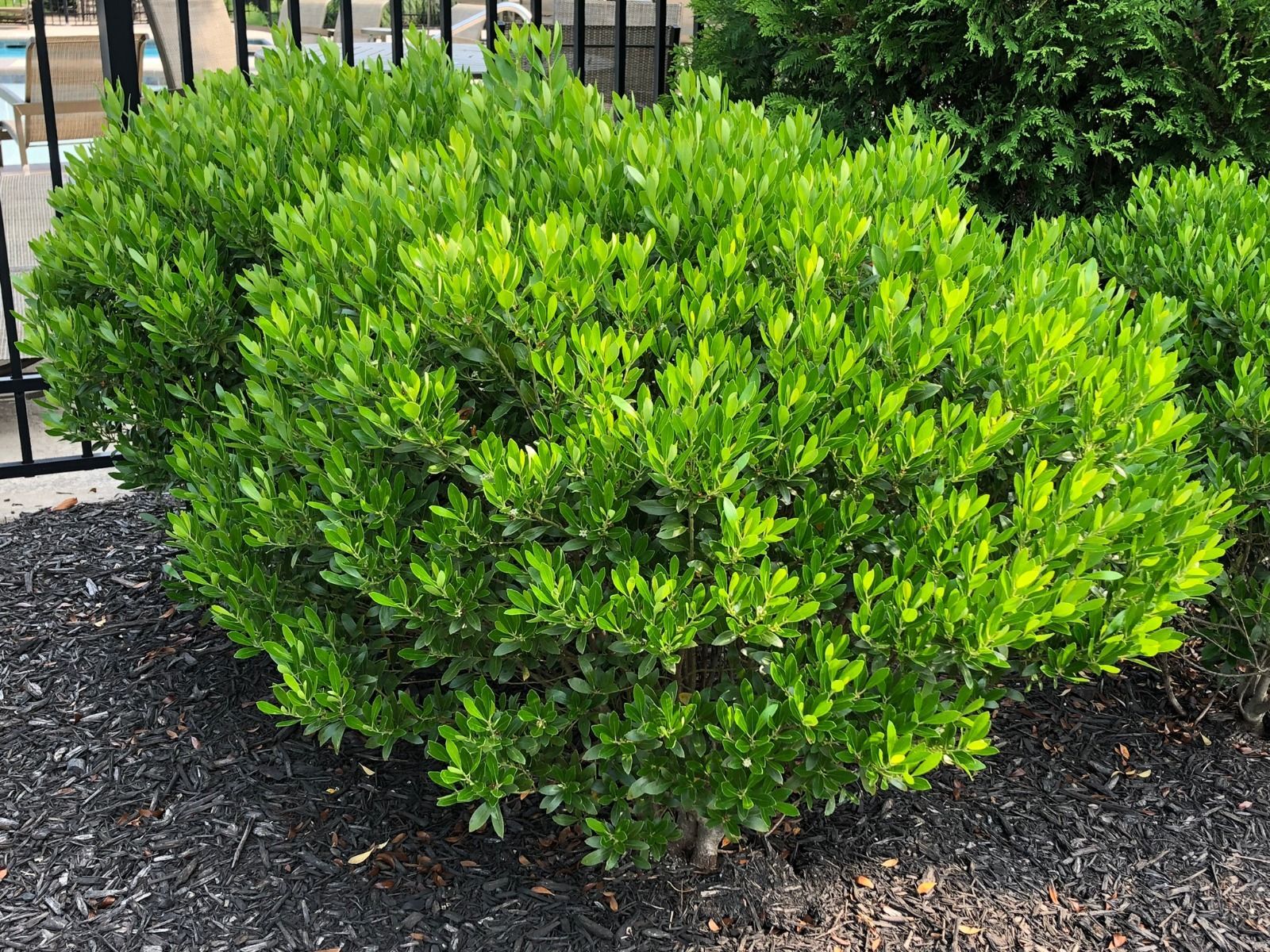 Bright green shrub in a mulched landscape bed near a black fence
