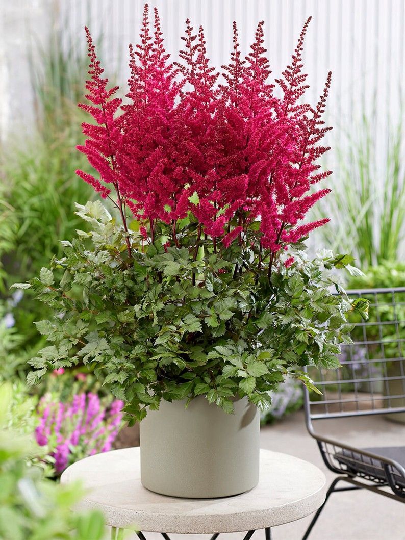 Potted pink astilbe and green foliage on a patio table outdoors