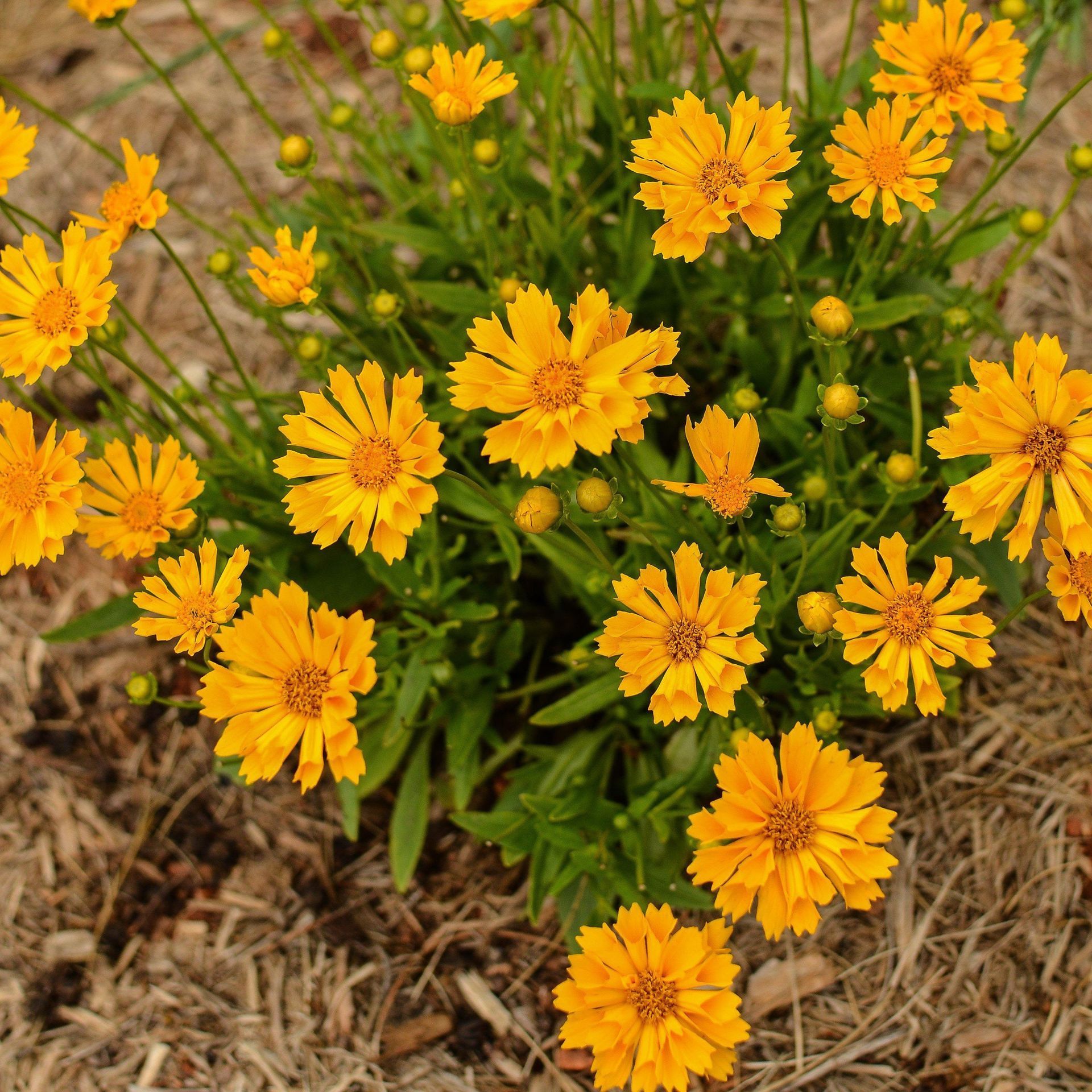 Yellow wildflowers blooming in a garden bed with green leaves and mulch