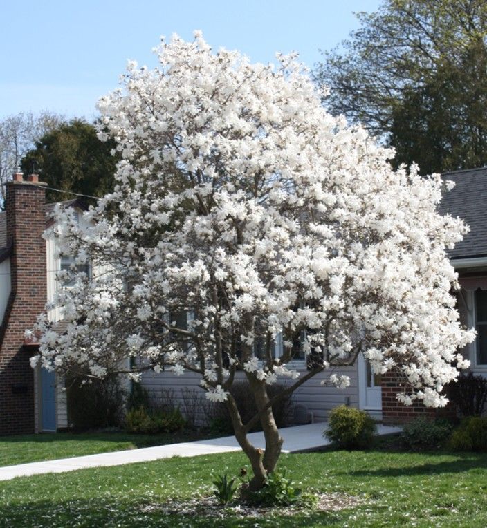 White flowering tree in a suburban front yard beside a house on a sunny day