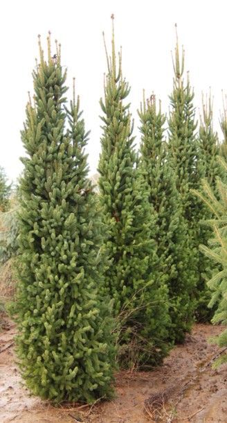 Rows of tall young evergreen trees growing in a nursery field