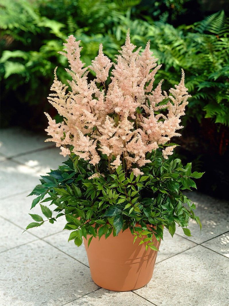Potted plant with pale pink feathery flowers on a tiled floor, with green ferns in the background
