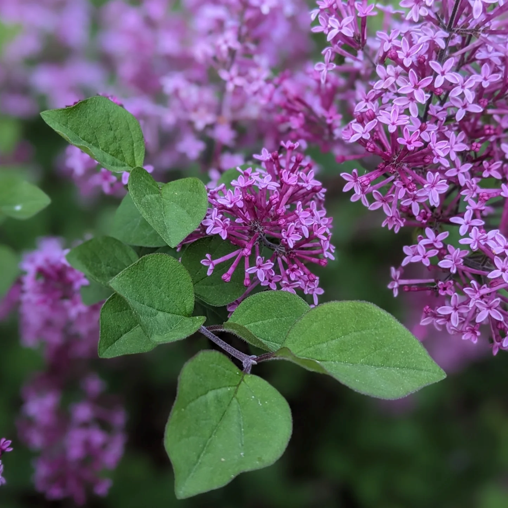 Green leaves and purple lilac blossoms on a branch against a soft blurred background