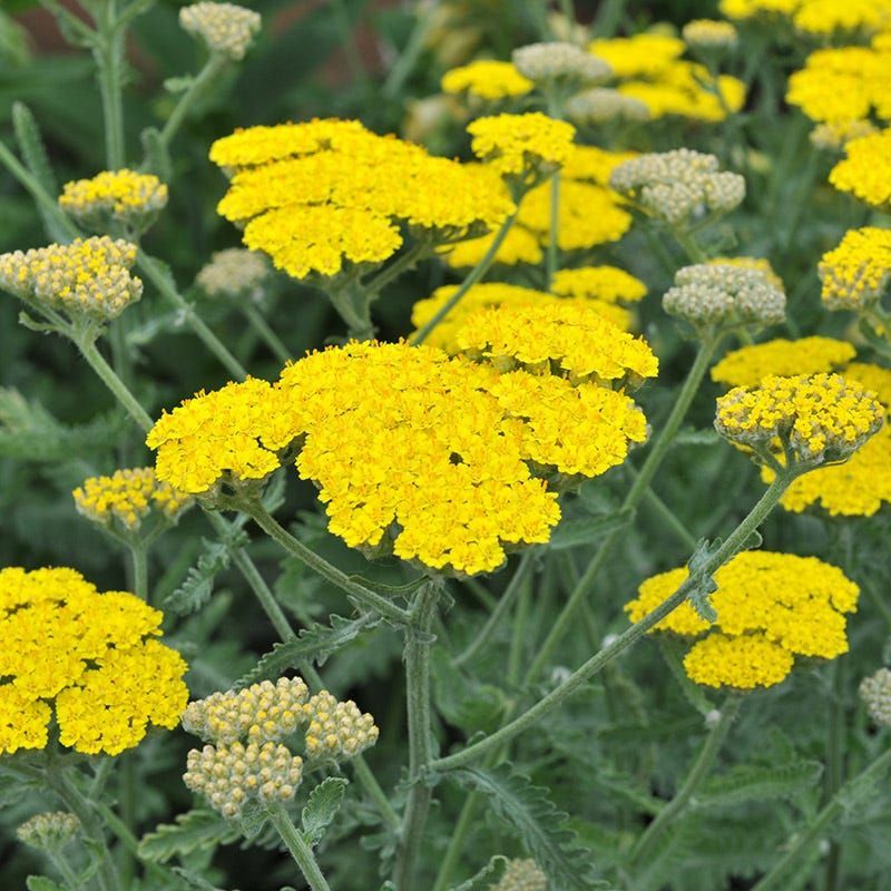 Bright yellow yarrow flowers blooming among green foliage