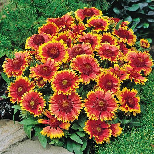Cluster of red and yellow daisy-like flowers in bloom against green foliage