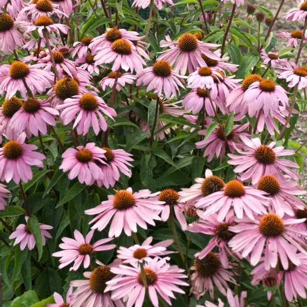Pink coneflowers blooming густly in a garden bed with green foliage