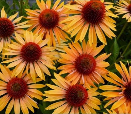 Cluster of yellow-orange flowers with dark red centers against green foliage