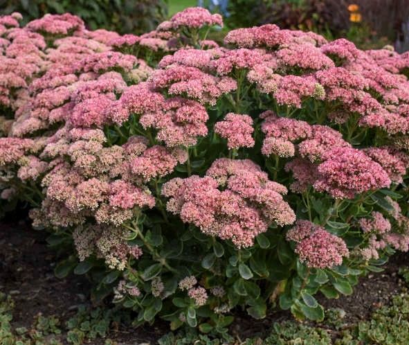 Pink flowering shrubs in a garden, with dense clusters of blossoms and dark green leaves.